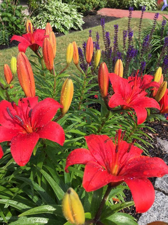 Dragonfly Guest House Ogunquit Exterior foto
