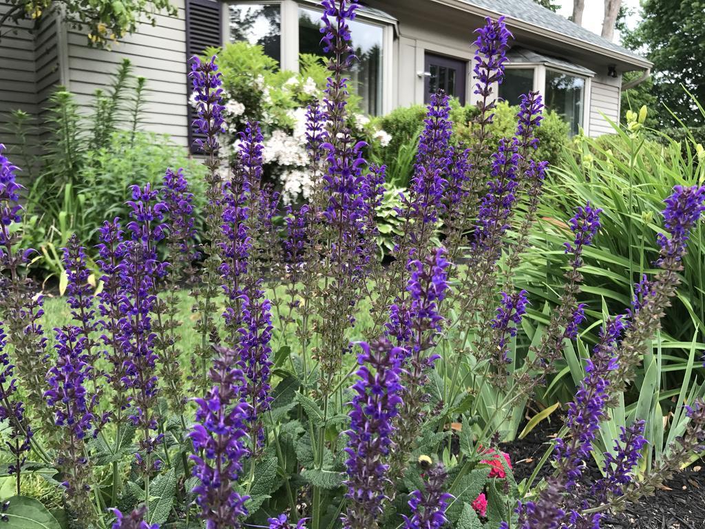 Dragonfly Guest House Ogunquit Exterior foto